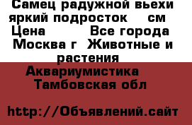 Самец радужной вьехи яркий подросток 15 см › Цена ­ 350 - Все города, Москва г. Животные и растения » Аквариумистика   . Тамбовская обл.